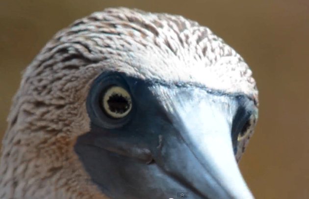 Blue-footed_Booby_female