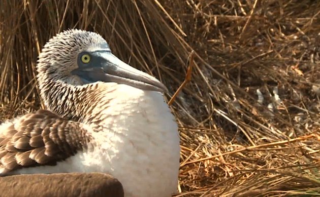 Blue-footed_Booby_male