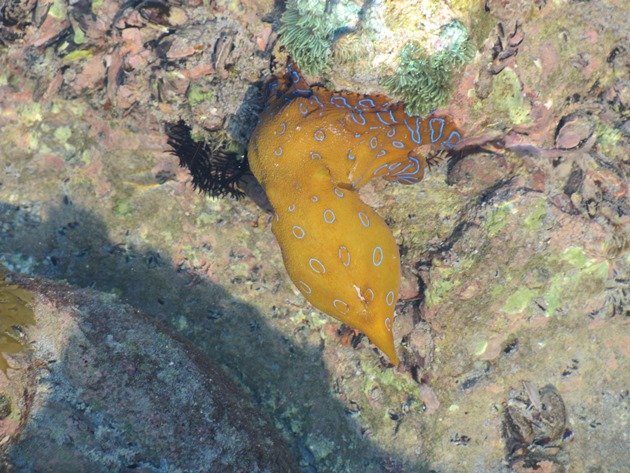 Blue-ringed Octopus