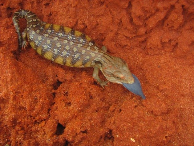 Blue-tongued Lizard