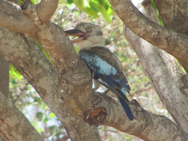 Blue-winged Kookaburra (2)