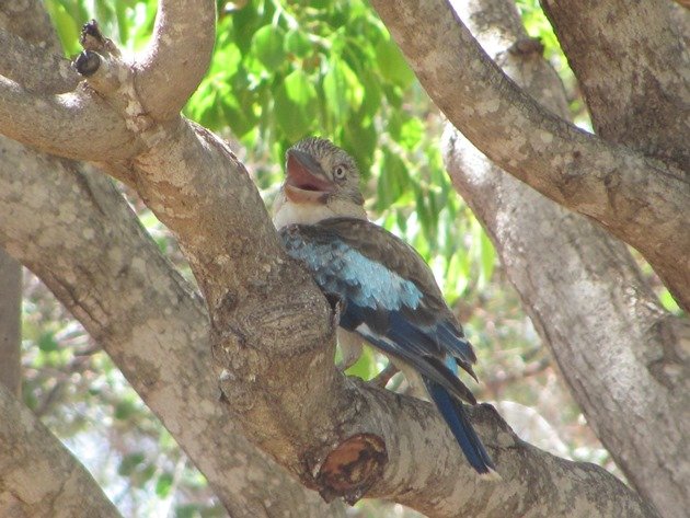 Blue-winged Kookaburra (3)