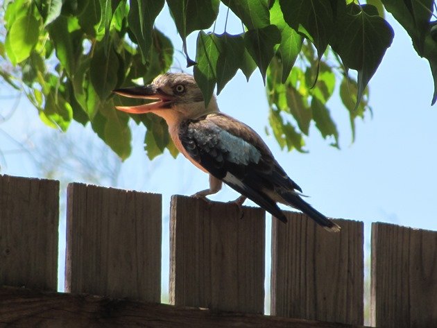 Blue-winged Kookaburra (4)