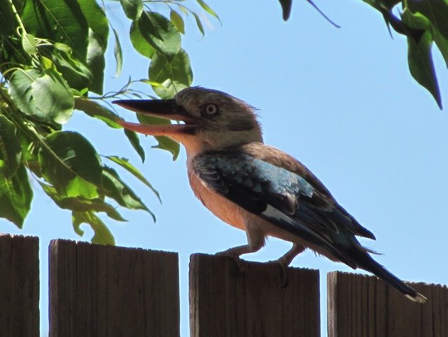 Blue-winged Kookaburra (5)