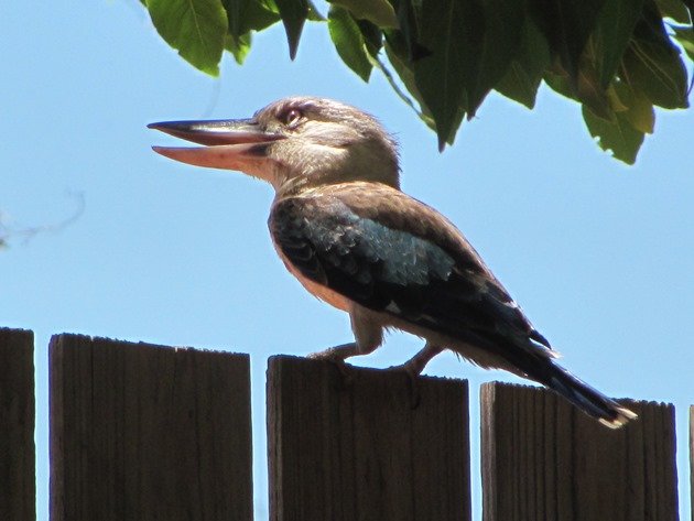 Blue-winged Kookaburra (6)
