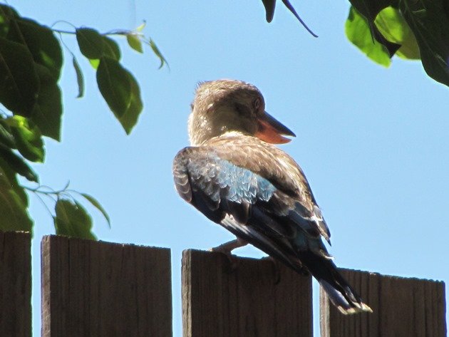 Blue-winged Kookaburra (7)