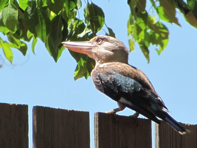 Blue-winged Kookaburra (8)