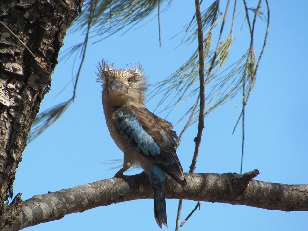 Blue-winged Kookaburra