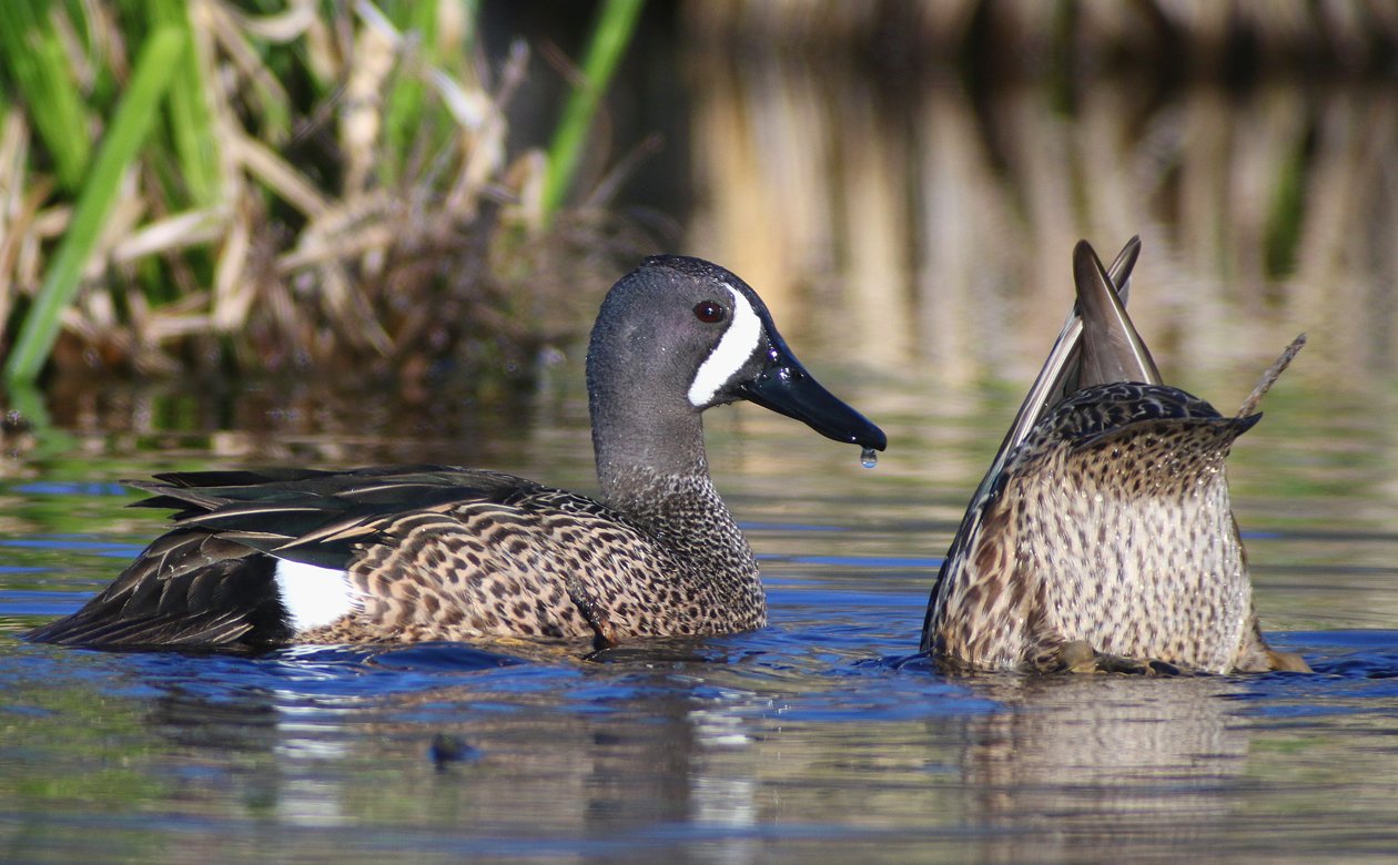 Blue-winged Teal at the Great Vly
