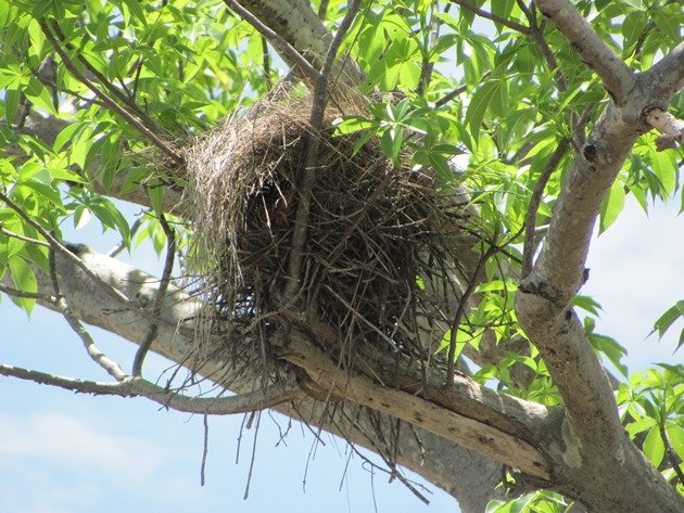 Boab & Grey-crowned Babbler's roost (2)