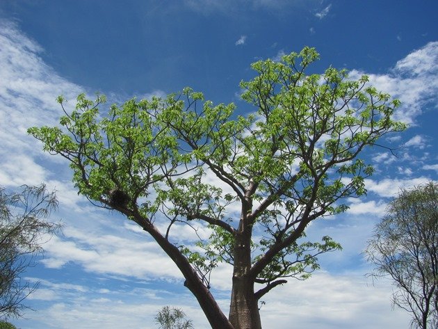 Boab & Grey-crowned Babbler's roost