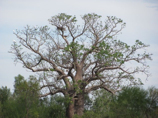 Boab & bird roost