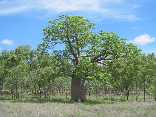 Boab in December