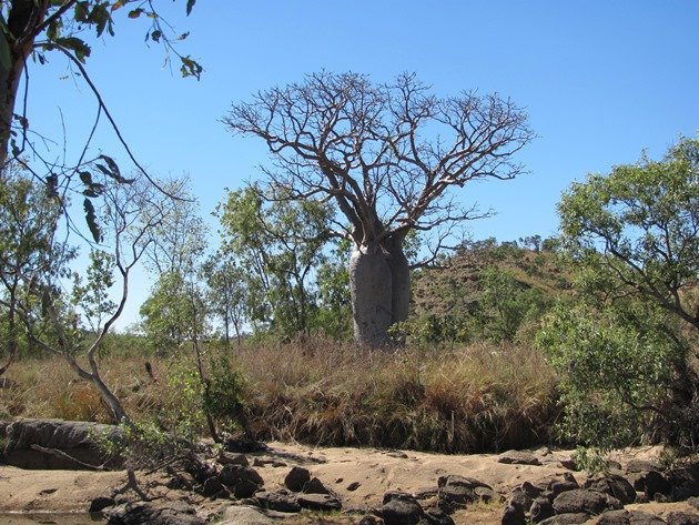 Boab near water