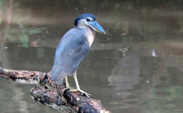 Boat-billed Heron