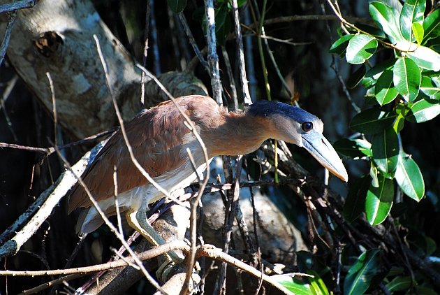 Boat-billed Heron