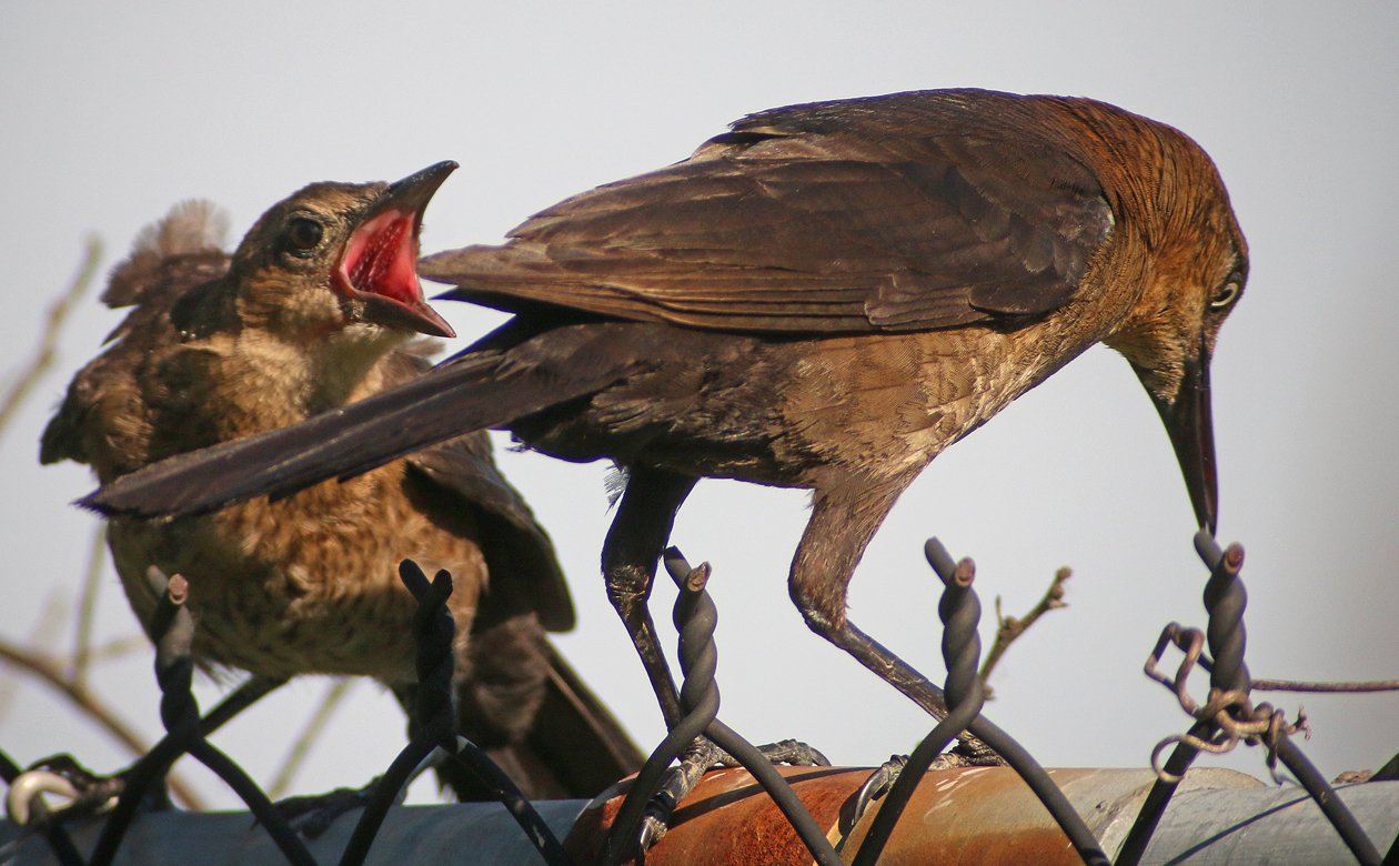 Boat-tailed Grackle done feeding