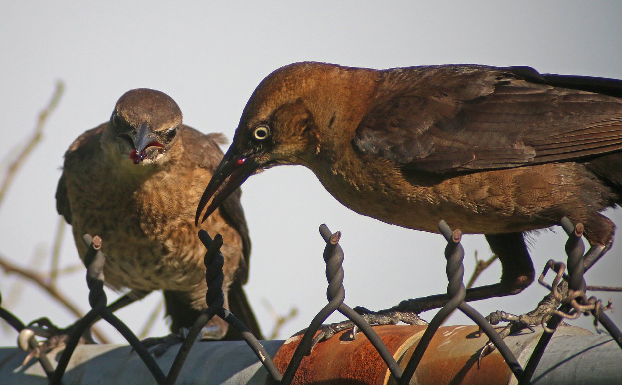 Boat-tailed Grackle eating mulberries