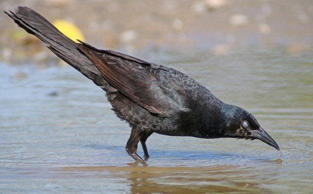 Boat-tailed Grackle showing off its nictating membrane