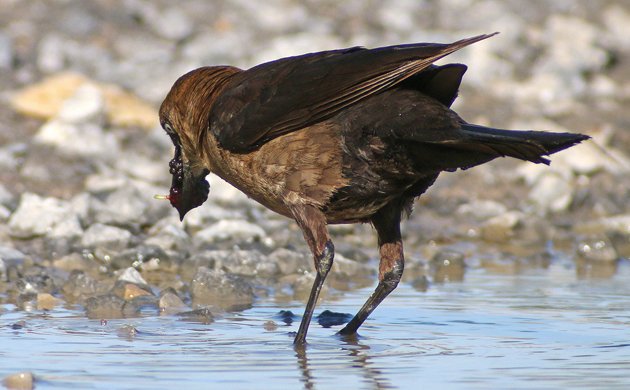 Boat-tailed Grackle washing mulberries