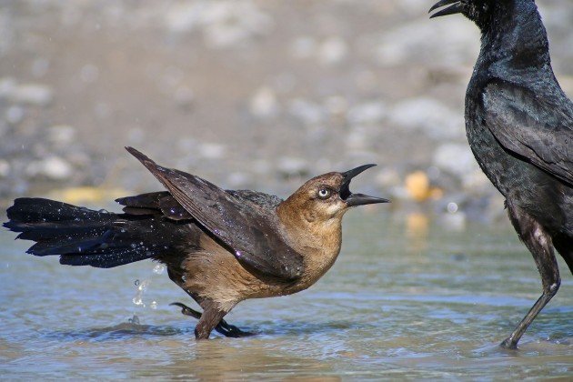 Boat-tailed Grackles