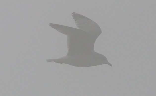 Bonaparte's Gull in the fog