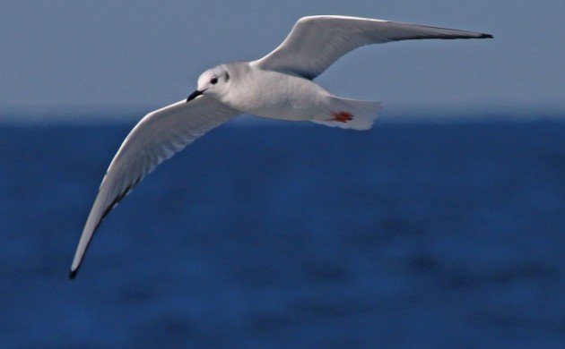 Bonaparte's Gull