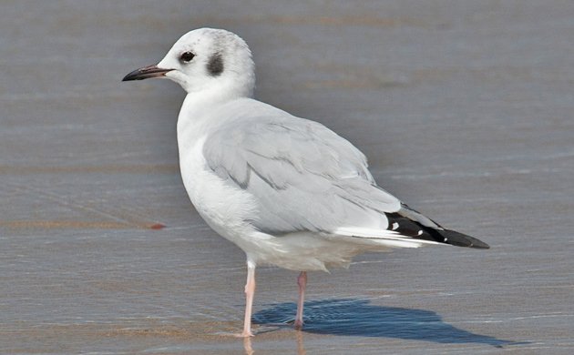 Bonapart's Gull