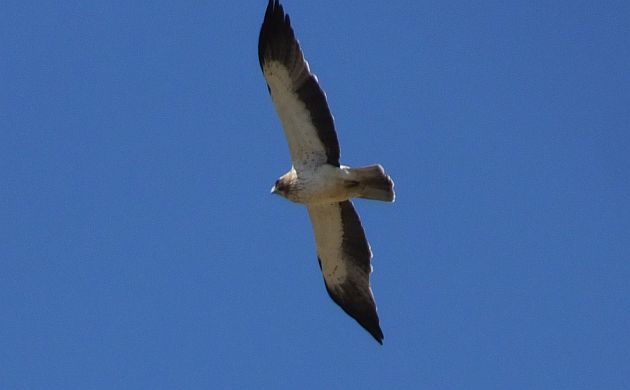 Booted Eagle