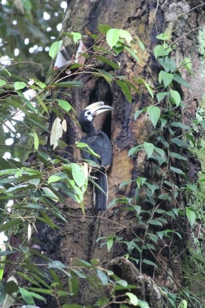 hornbill nesting hole