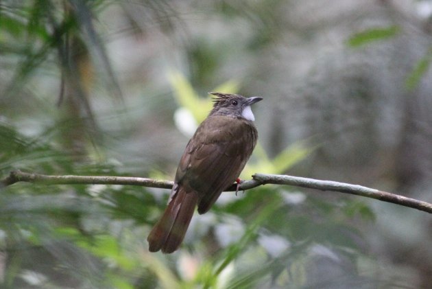 Ochreaceous Bulbul