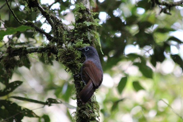 Sunda Laughingthrush