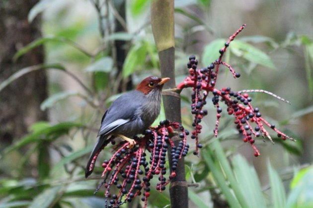 Chestnut-hooded Bulbul