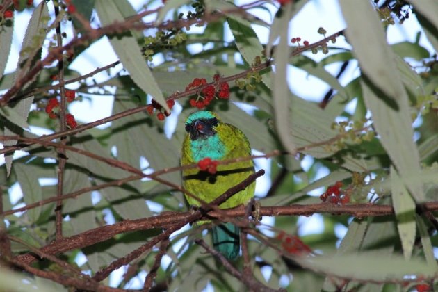 Golden-naped Barbet