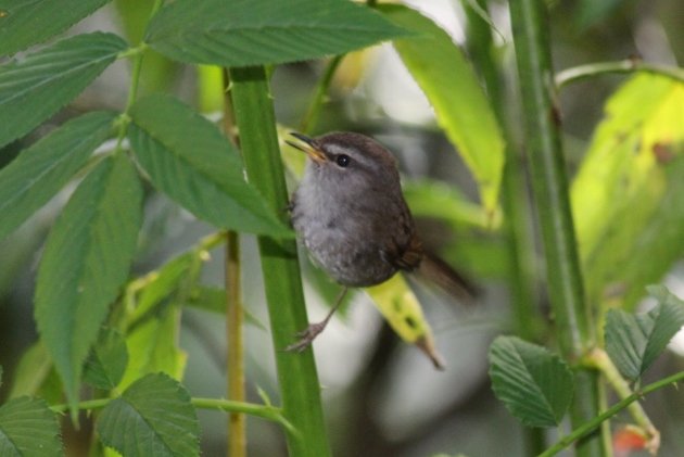 Sunda Bush-warbler