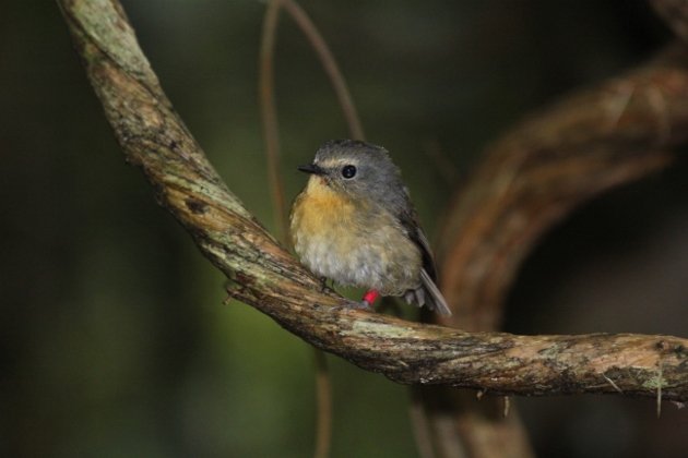 Snowy-browed Flycatcher