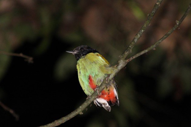 Hooded Pitta