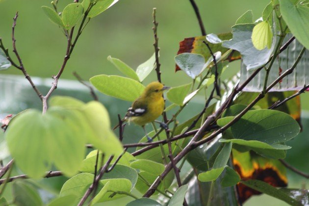 Common Iora