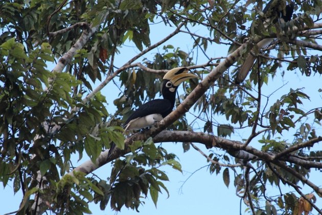 Oriental pied hornbill