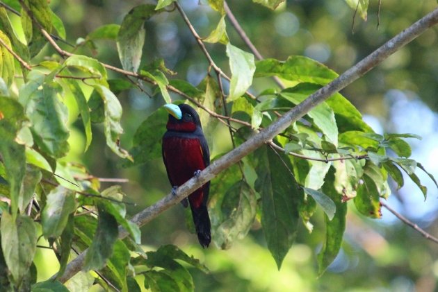 Black and Red Broadbill