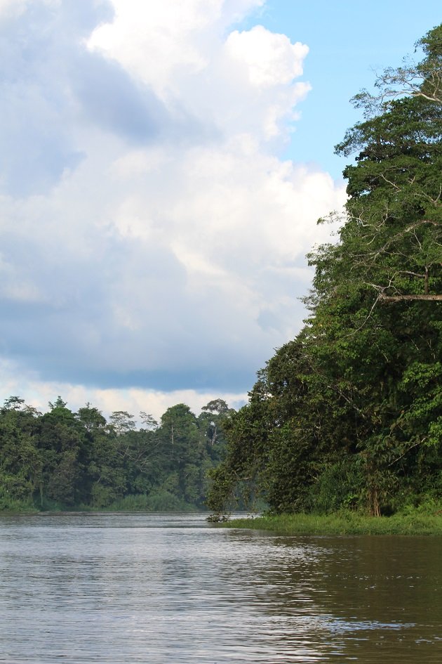 Borneo scene