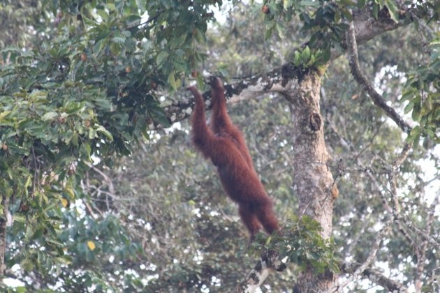 Orangutan