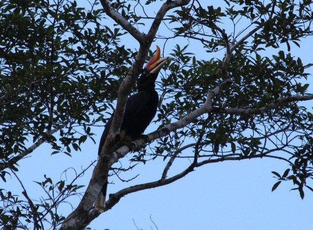 Rhinoceros Hornbill