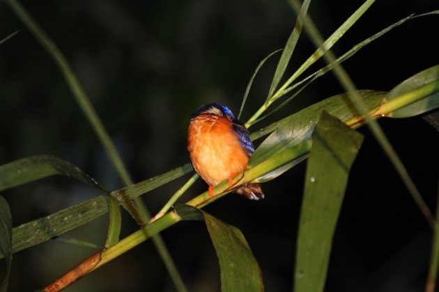 Blue-eared Kingfisher