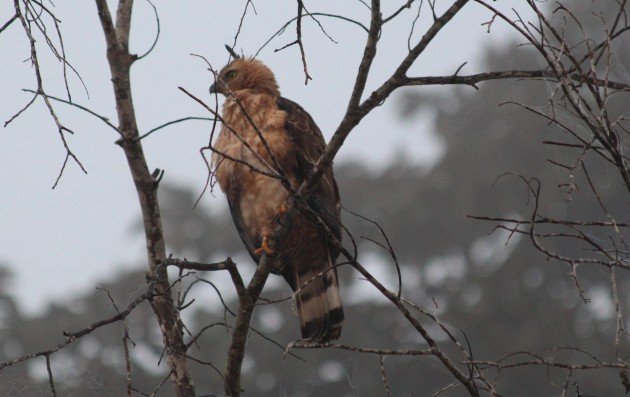 Wallace's Hawk Eagle