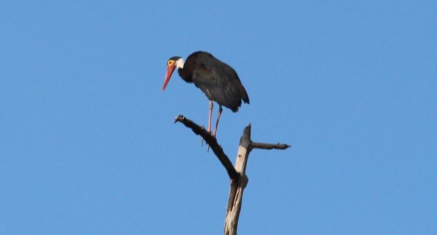 Storms' Stork