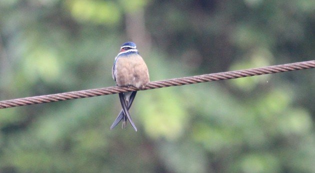 whiskered treeswift