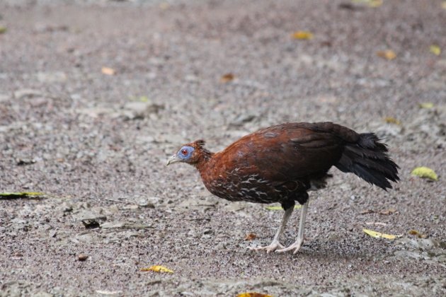 Crested Fireback