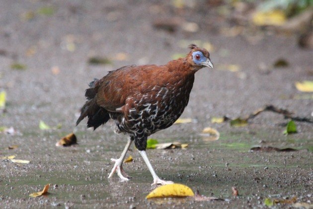 Crested Fireback