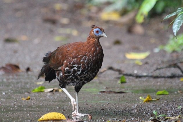 Female Crested Fireback